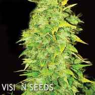 Vision Seeds White Widow Auto